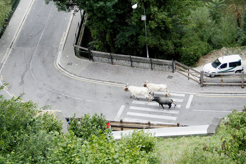 Imagen de jun toro acompañado de dos cabestros retornando a los corralillos del gas a la altura del puente de curtidores
