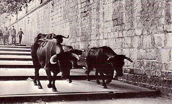 1972, and the end of an era. The herd leaving the Plaza de Toros. Foto de Zubieta y Retegui / Ayuntamiento de Pamplona.