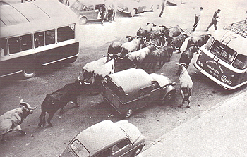 Herd about the traffic. From 1965. Foto de Zubieta y Retegui / Ayuntamiento de Pamplona.