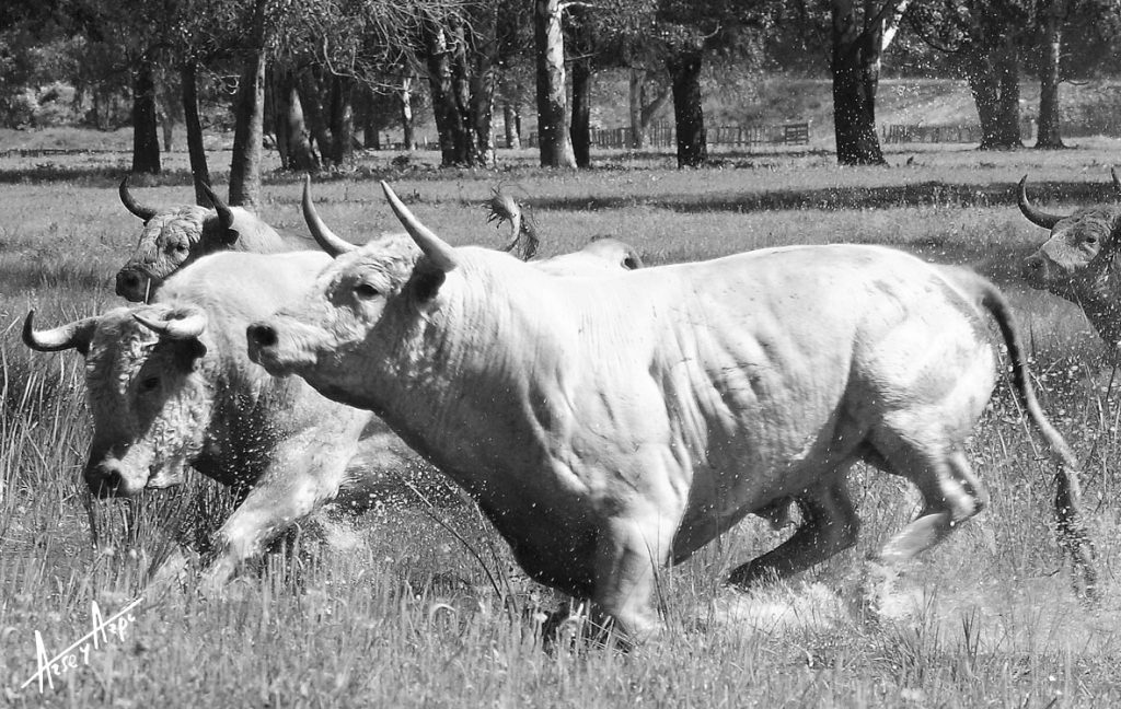 Imagen de un toro de color blanco salpicando entre la hierva encharcada por la dehesa.